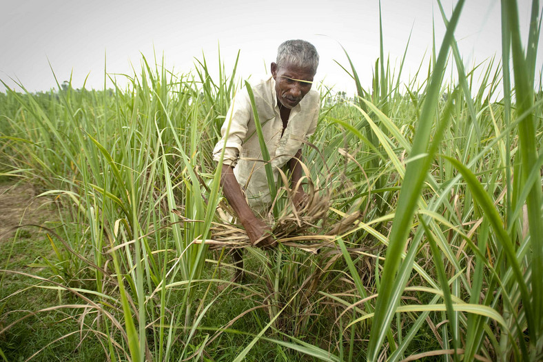 Plantacja trzciny cukrowej w Indiach. Fot. Bloomberg