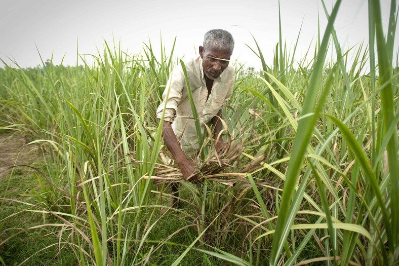 Plantacja trzciny cukrowej w Indiach. Fot. Bloomberg