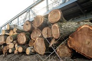 Wstrzymana wycinka drzew na Kępie Bazarowej w okolicach mostu im. marszałka Piłsudskiego w Toruniu