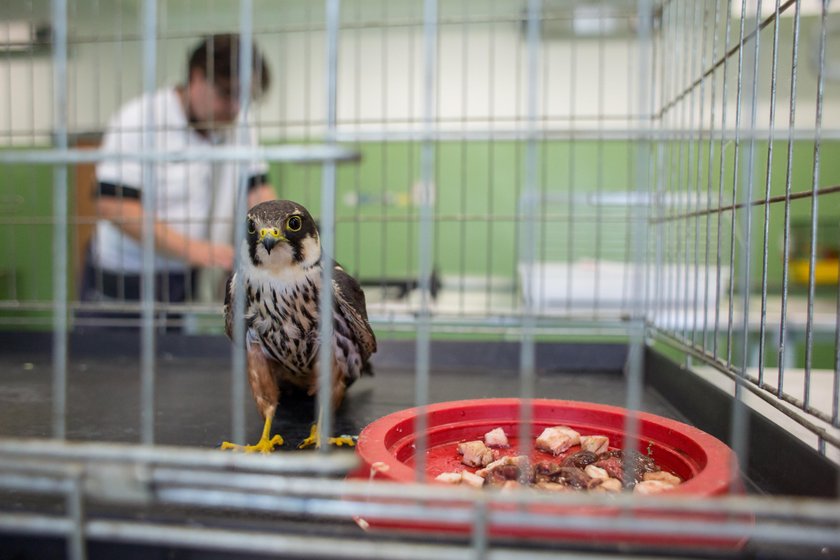 Poznański ogród zoologiczny i Palmiarnia przejdą w tym roku prawdziwą metamorfozę