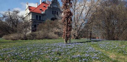 Wiosna w Łodzi. Cebulice w Parku Klepacza zakwitły dokładnie na Wielkanoc