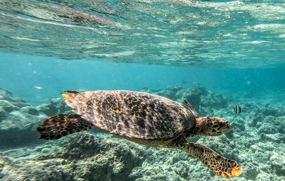 Pływanie z żółwiem na Malediwach