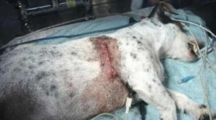 Josh állatkórházban lábadozik a pitbullok támadása után /Fotó: GoFundMe