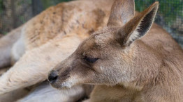 Ilyet se gyakran látni: cuki kengurukölyök utazott egy repülő fedélzetén – videó