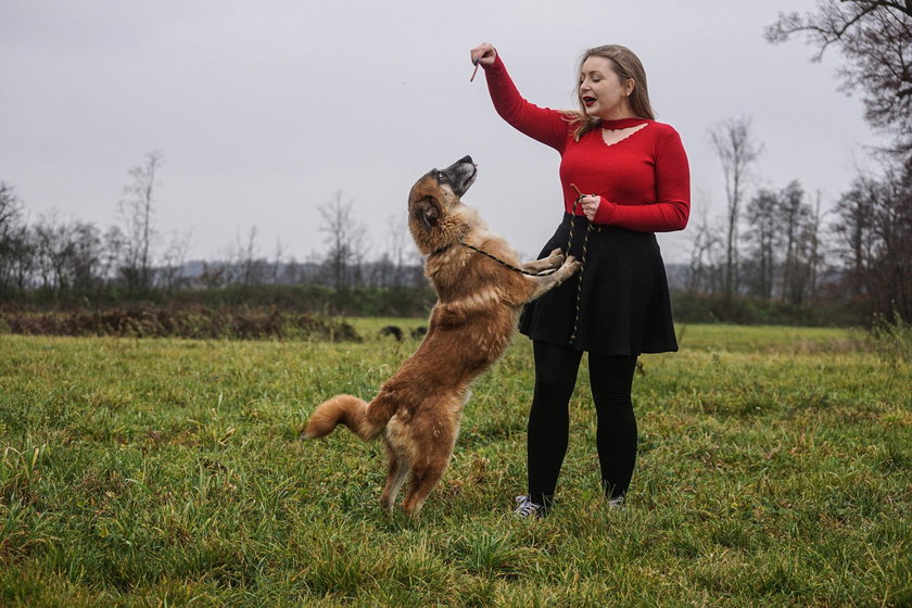 Jest do przygarnięcia piękny pies, ale ma jedną słabość... Lizer lubi się całować