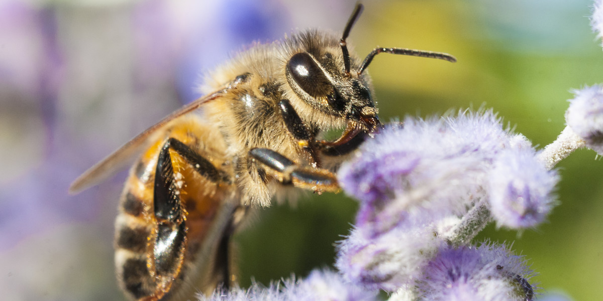 Wstrząs anafilaktyczny po użądleniu pszczoły zdarza się częściej niż nam się wydaje. Co robić, jeśli pszczoła użądli osobę uczuloną na jad? 