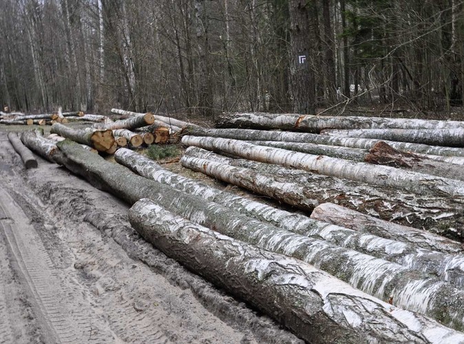 WYCINKA DRZEW LUB KRZEWÓW - za zniszczenie metra kwadratowego terenu zielonego w 2012 r. zapłacimy od 54,41 zł (w przypadku trawników) do 467,29 zł (kwietników)