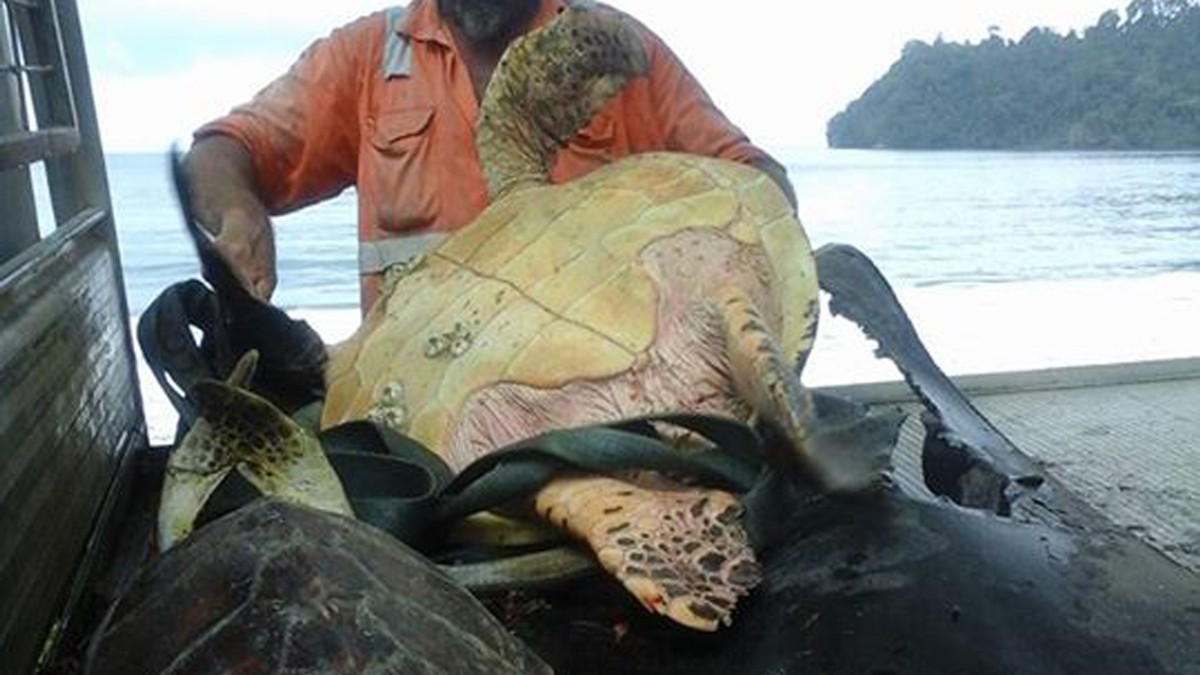 702996_spasilac-kornjaca-foto-facebook-arron-culling