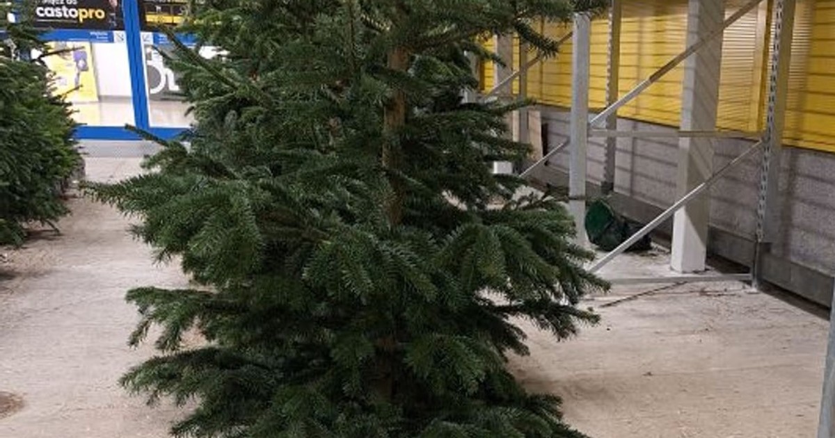 Rzucili żywe choinki w Castoramie. Klienci płacą takie pieniądze