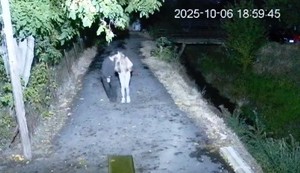 Sofija Janićijević i Dane