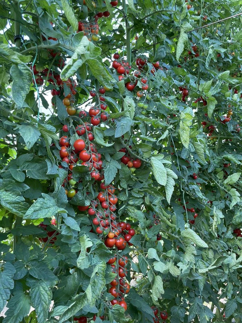 Džinovski čeri paradajz