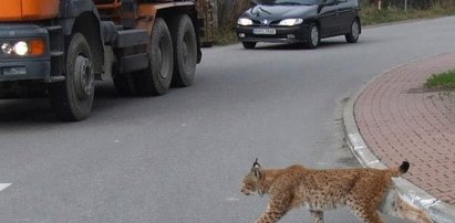 Kotka Rysia idzie na obiad!