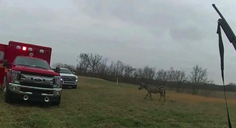 Deputies responded to a zebra attack in Circleville, Ohio.Pickaway County Sheriff's Office