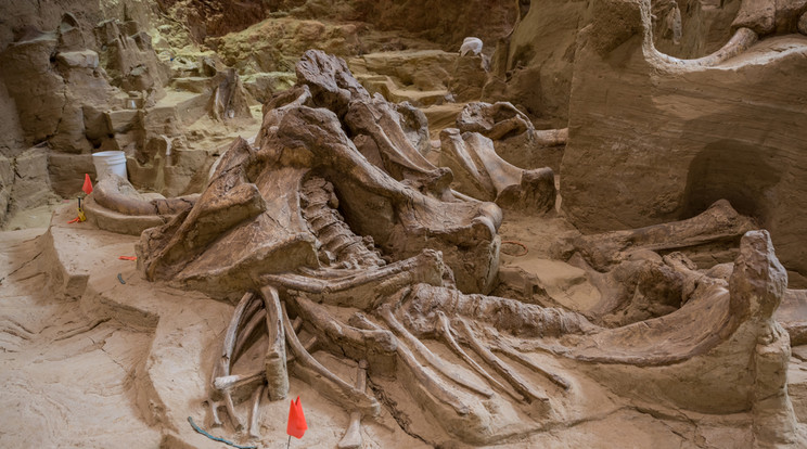 Ezek a csontok több mint 26000 évesek /Fotó: Illusztráció - Northfoto