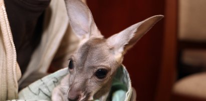 Nie jadę do Australii, zostaję w Polsce!