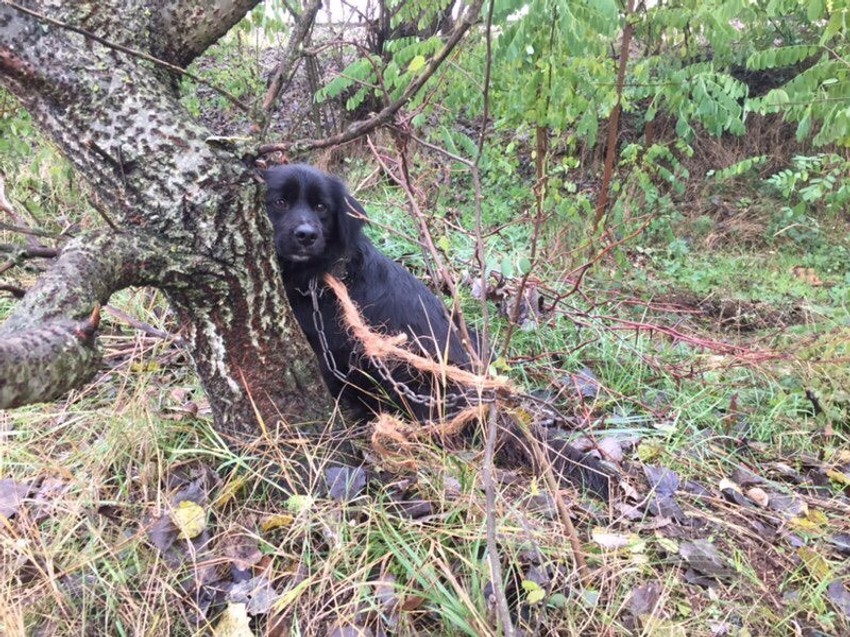 Srećko je nađen vezan lacima na periferiji Subotice