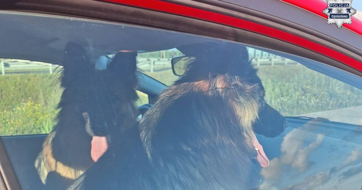 Policjantka uratowała dwa psy na drodze ekspresowej. Zareagowała natychmiast