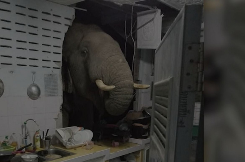 Słoń wsadził głowę do kuchni przez otwór w ścianie