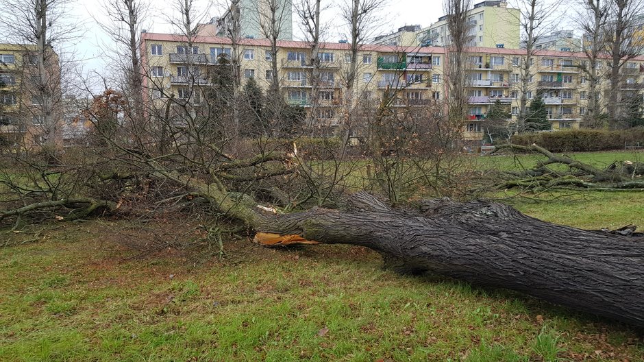 Wycinka drzew przy ul. Walczaka