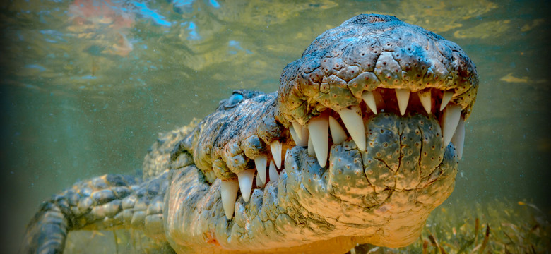 Wielki krokodyl złapany w Australii; waży 350 kg i ma 4,4 m długości