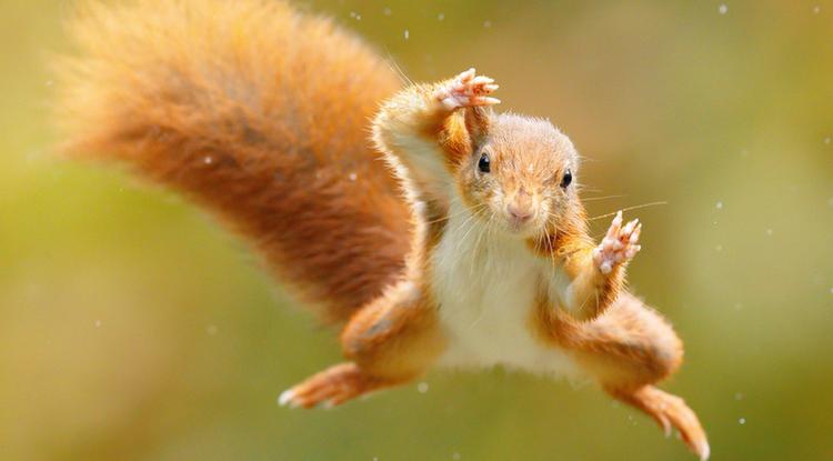 Imádja az internet a szuperhőspózokat imitáló mókust - Fotók 
