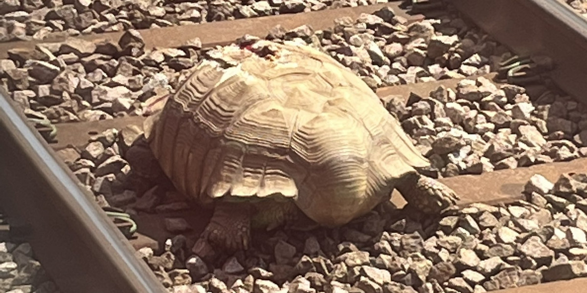 Anglia. Olbrzymi żółw wstrzymał ruch na kolei. Zwierzę było ranne.