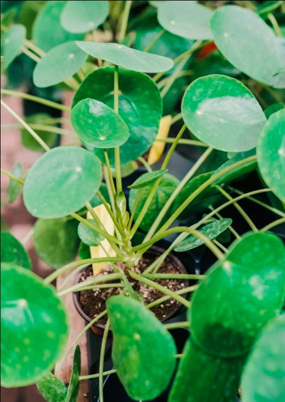 Pilea peperomiowata / Pieniążek (Pilea peperomioides)