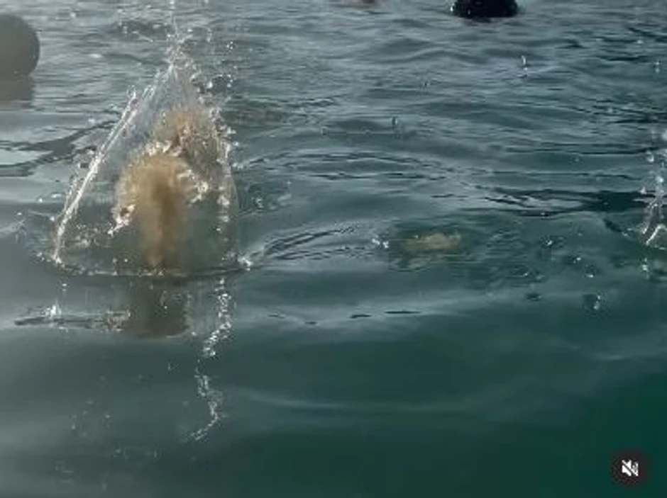 Šljunak i kamenje koje su bacali ka Rikiju i dečku