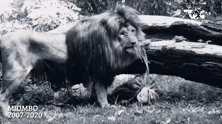 Nie żyje Miombo, lew z wrocławskiego zoo