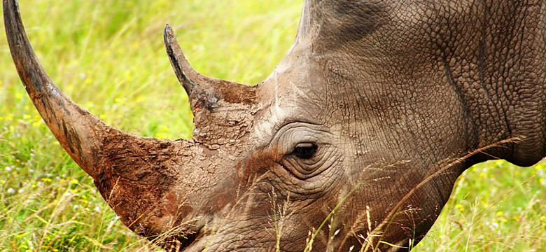 Nosorożec zaatakował w zoo. Nie żyje kobieta, jej mąż ciężko ranny