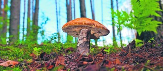 Lasy państwowe otwarte dla wszystkich, ale...