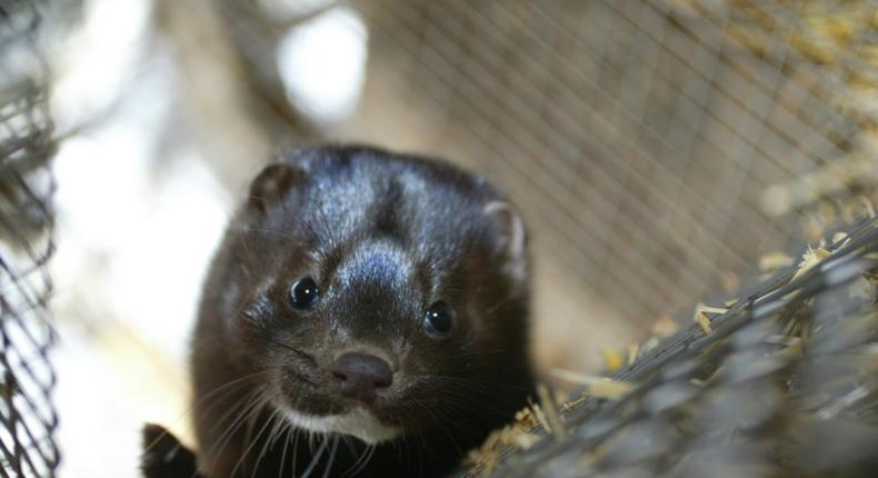 Mink farm workers in the south of the Netherlands were believed to have contracted the coronavirus from minks, which could be the first known cases of animal-to-human transmission, the World Health Organization had said