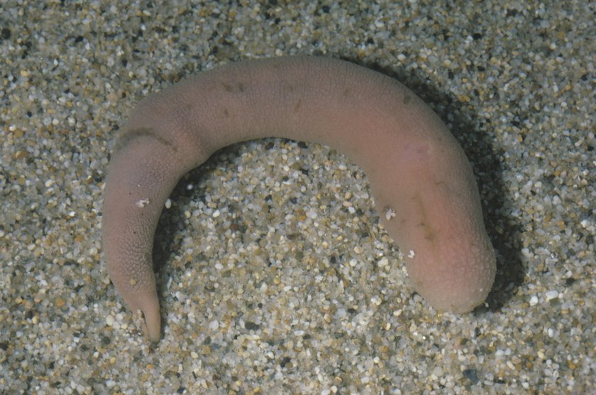 USA: nietypowe znalezisko na plaży. Morze wyrzuciło "ryby penisy"