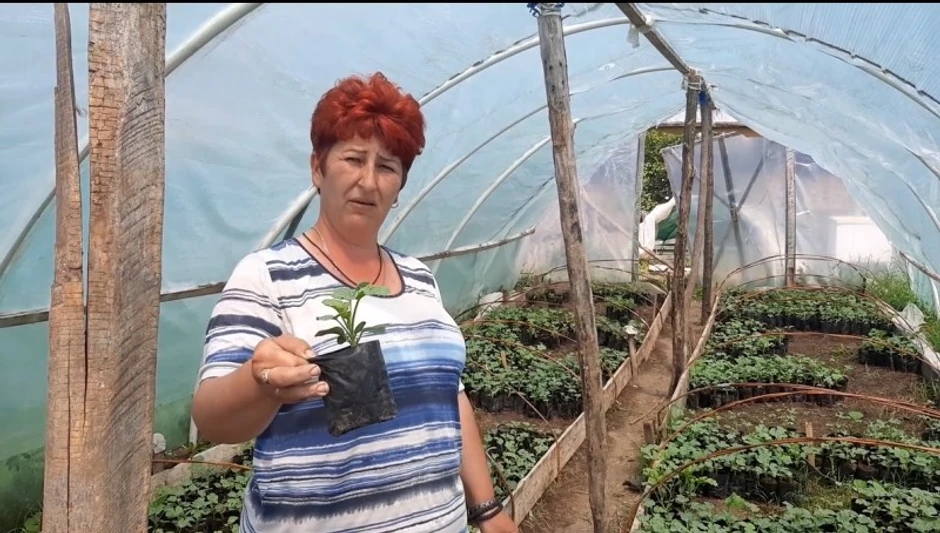 1621869745jelena-kalemljena-lubenica-foto-РИНА