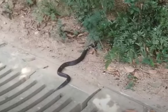 (VIDEO) SRBIN OČI U OČI SA KOBROM! Dušan usred višemilionskog grada naleteo na NAJOTROVNIJU ZMIJU, a onda je usledio potpuni šok