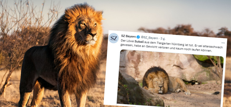 Słynny lew Subali z zoo w Norymberdze został uśpiony. Miał 15 lat