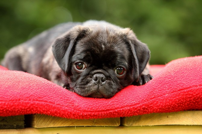 Mops