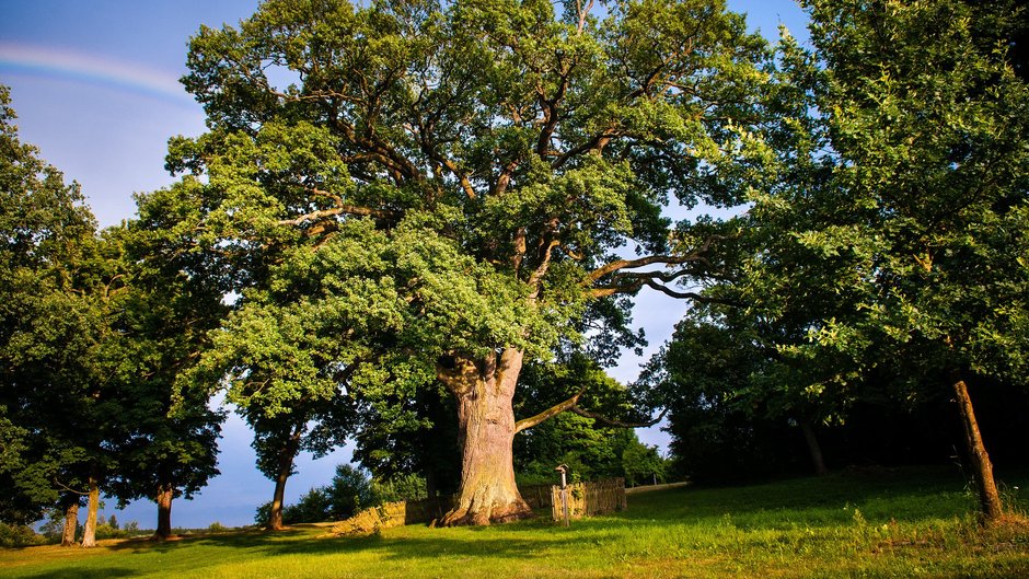 Dąb Bolko w Hniszowie ma około 650 lat. fot. Grzegorz Chwesiuk, źródło: Biedronka 