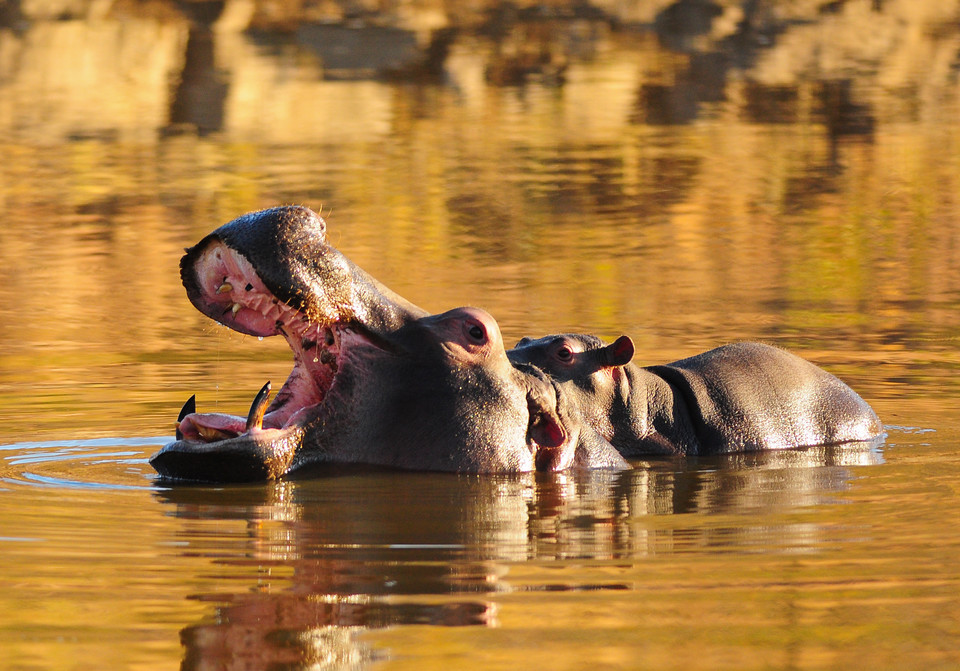 Hipopotamy w jeziorze Tengrela