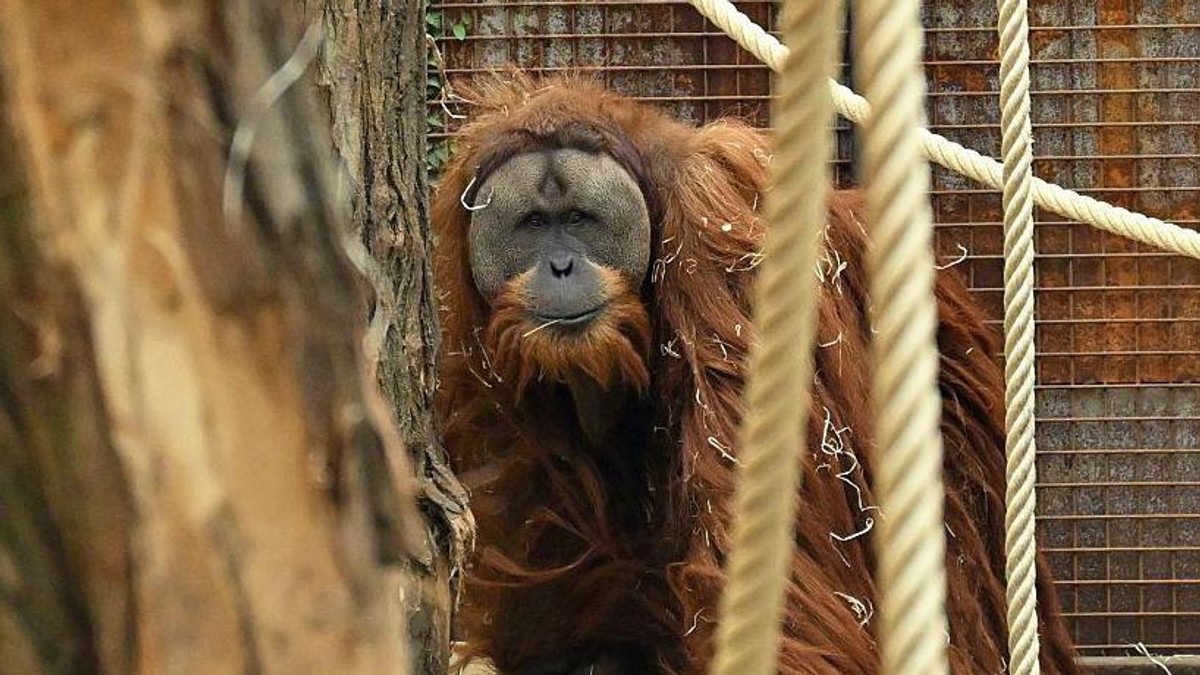 Retka vrsta tapanuli orangutan otkrivena je 2017, ali stručnjaci strahuju da bi uskoro mogla da nestane | Foto: Getty Images