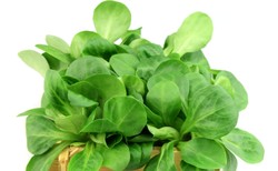 Roszponka oczyszcza krew z toksyn. Dlaczego jeszcze warto ją jeść?