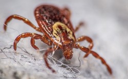 Kleszcze przenoszą groźne choroby. Ekspert radzi, jak się przed nimi chronić