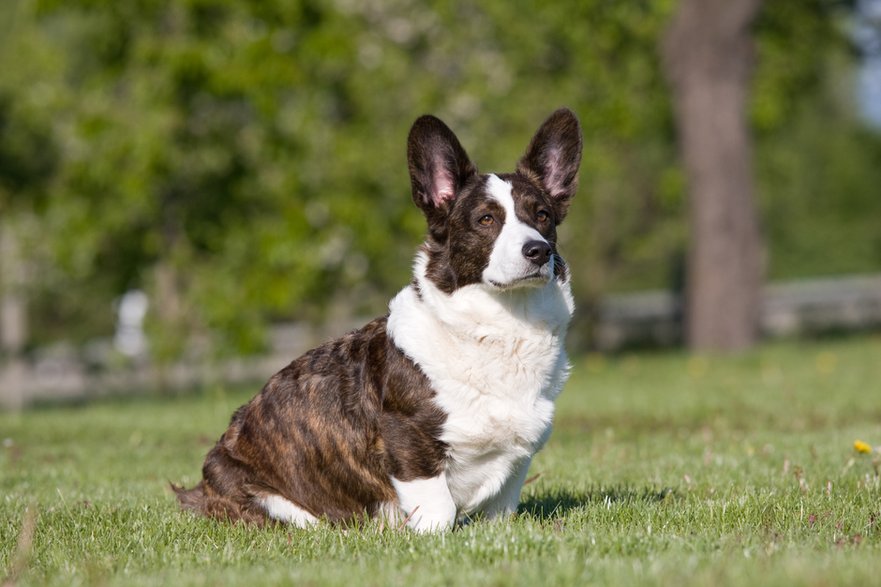 Welsh corgi cardigan - lenkadan/stock.adobe.com