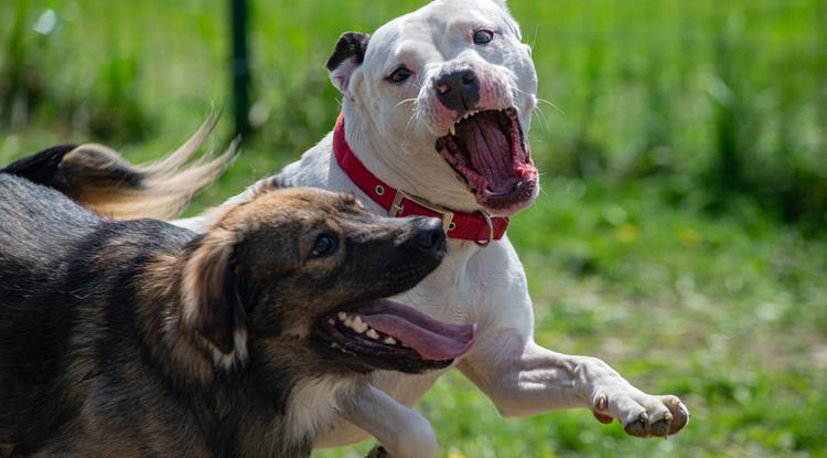 Miért támad a kutya másik kutyára? Fotó: Getty Images