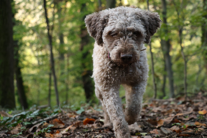 Współcześnie psy rasy lagotto romagnolo zastępują świnie w poszukiwaniu trufli