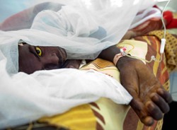 Żółta febra atakuje. ZDJĘCIA ze szpitala