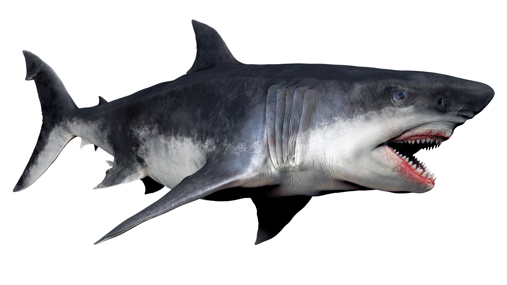 Megalodon