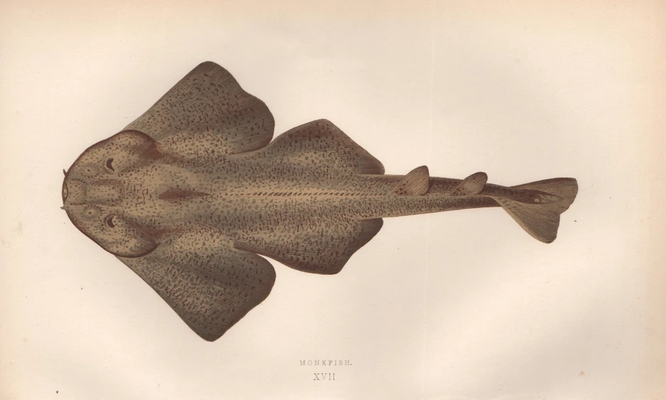 Ajkula anđeo ilustracija iz 1887. godine