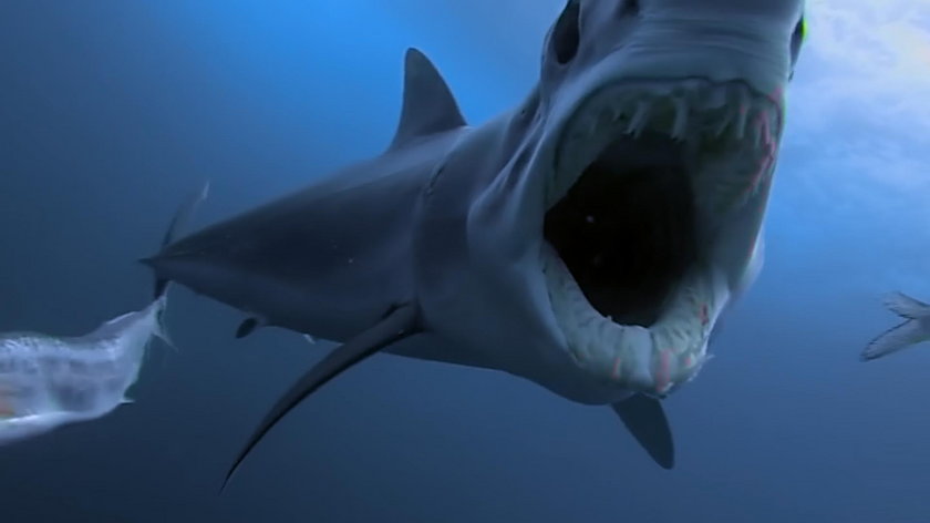 Atak rekina: zasadzka na turystów. Jak uchronić się przed atakiem drapieżnika?