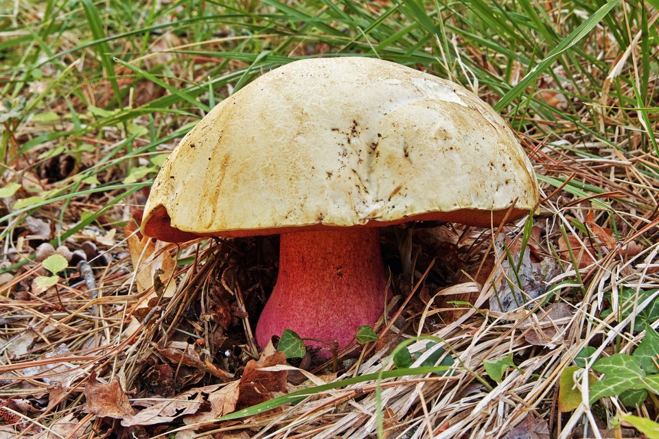 Borowik szatański (Boletus satanas)